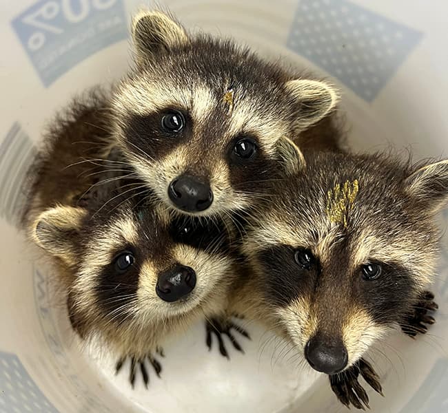 Three young raccoons looking up from inside a bucket