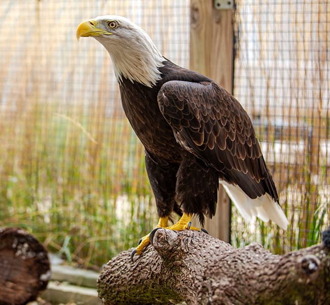 River the eagle, perched on a log in an enclosure.