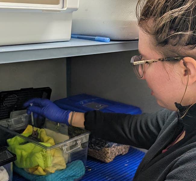 A volunteer feeding a baby bird with a syringe.
