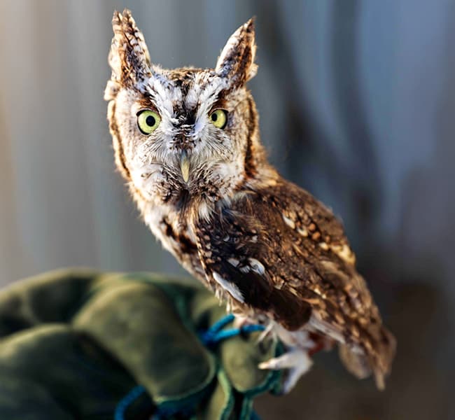Whittington the Eastern screech owl Ambassador animal.