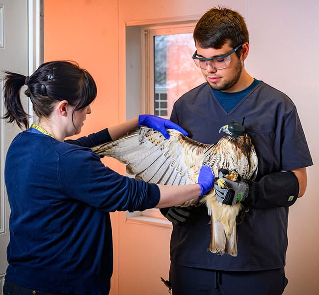 Veterinarian and student exam a hawk's wing.