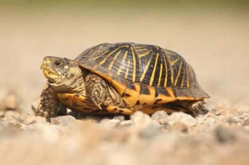 Illinois Threatened and Endangered Species