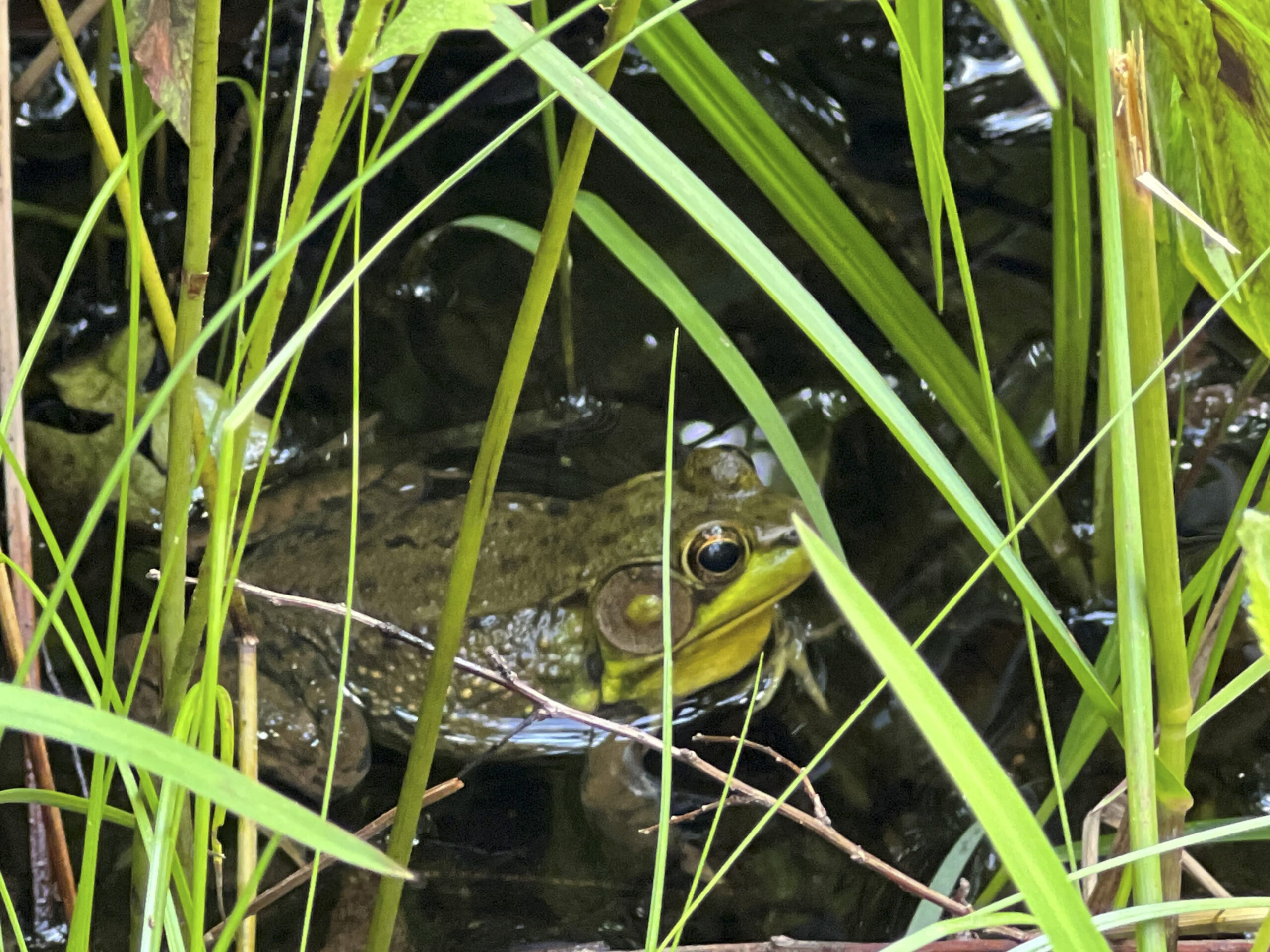 New Treatments of Chytridiomycosis