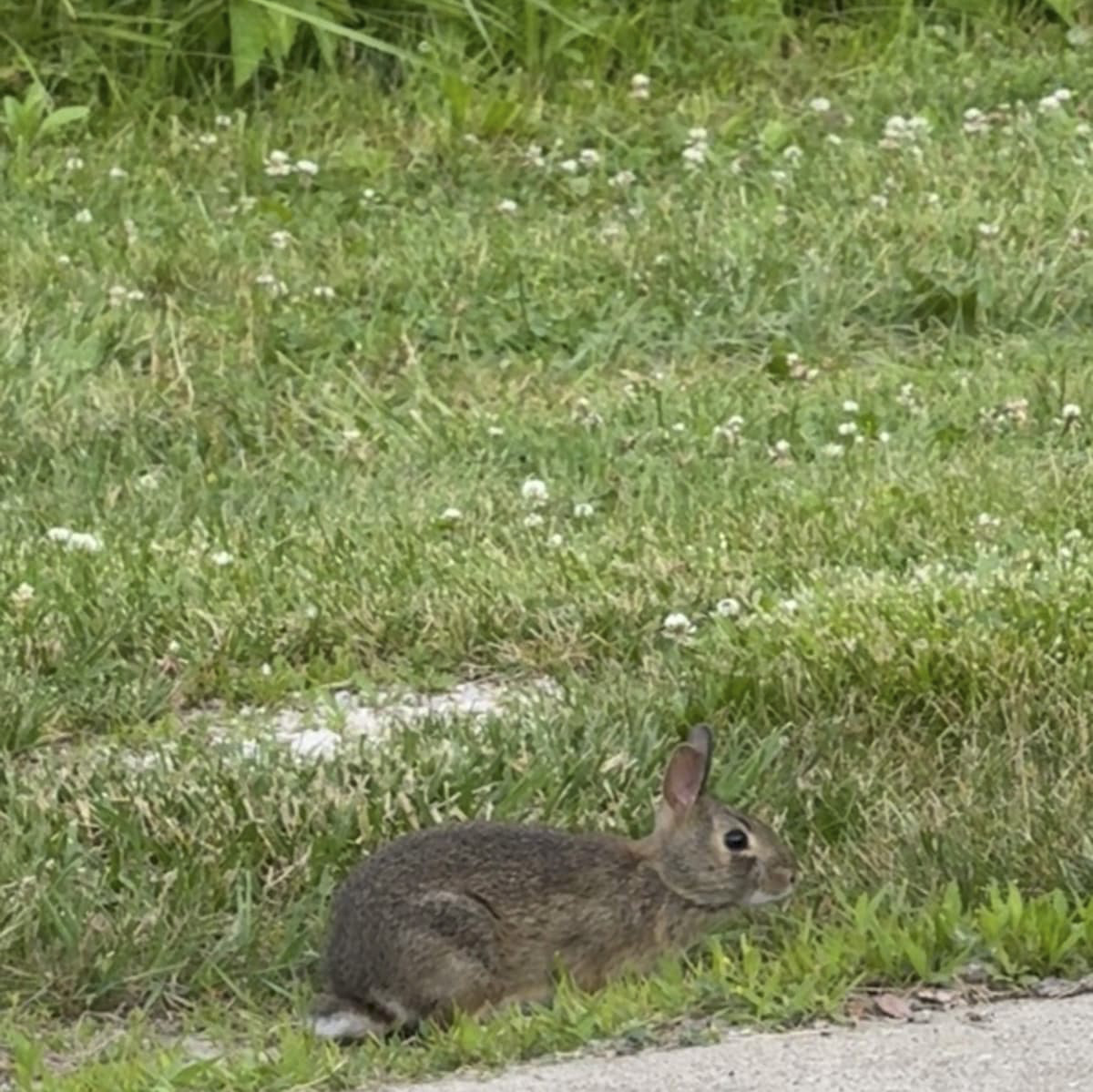 Rabbit Fever, People, and Pets