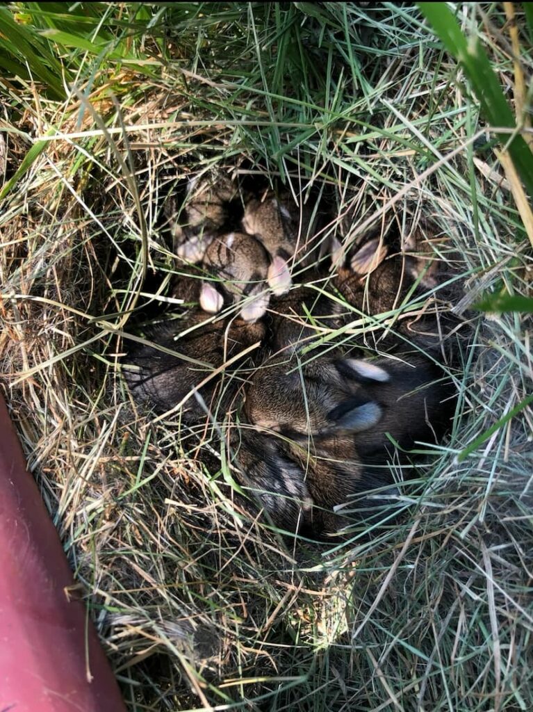 Many Eastern Cottontail neonates huddled together in their grassy nest.