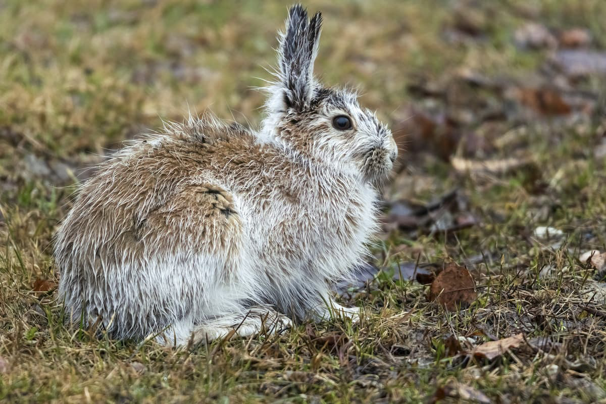 Domestic or Wild? The Snowshoe Hare