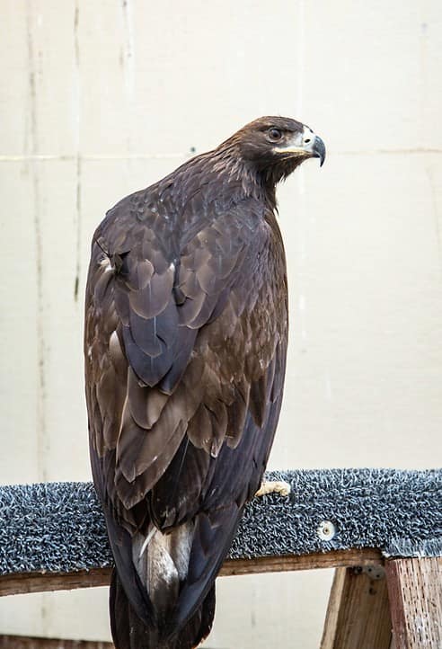 The Importance of Enrichment in Wildlife Patients