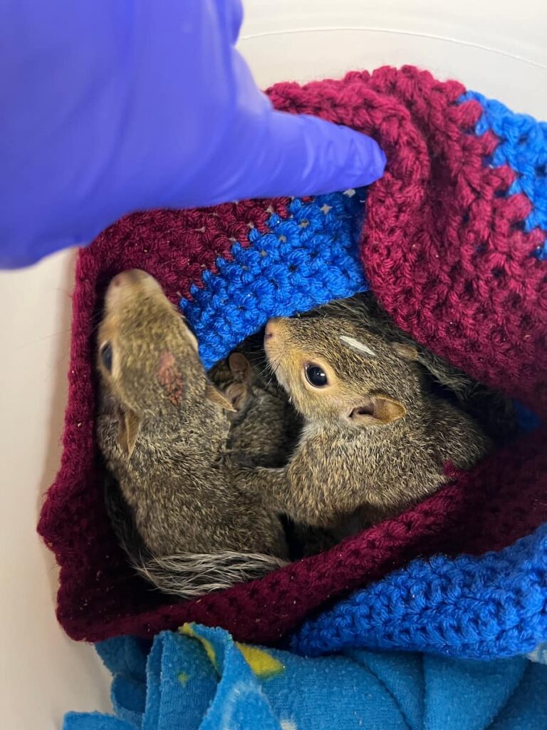 Three juvenile Eastern Gray Squirrels huddled together in a knitted pouch.