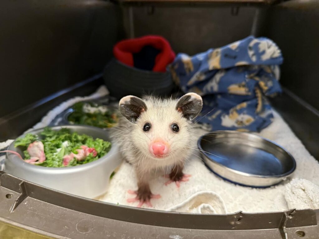 Young Virginia Opossum in hospital enclosure with food and water.