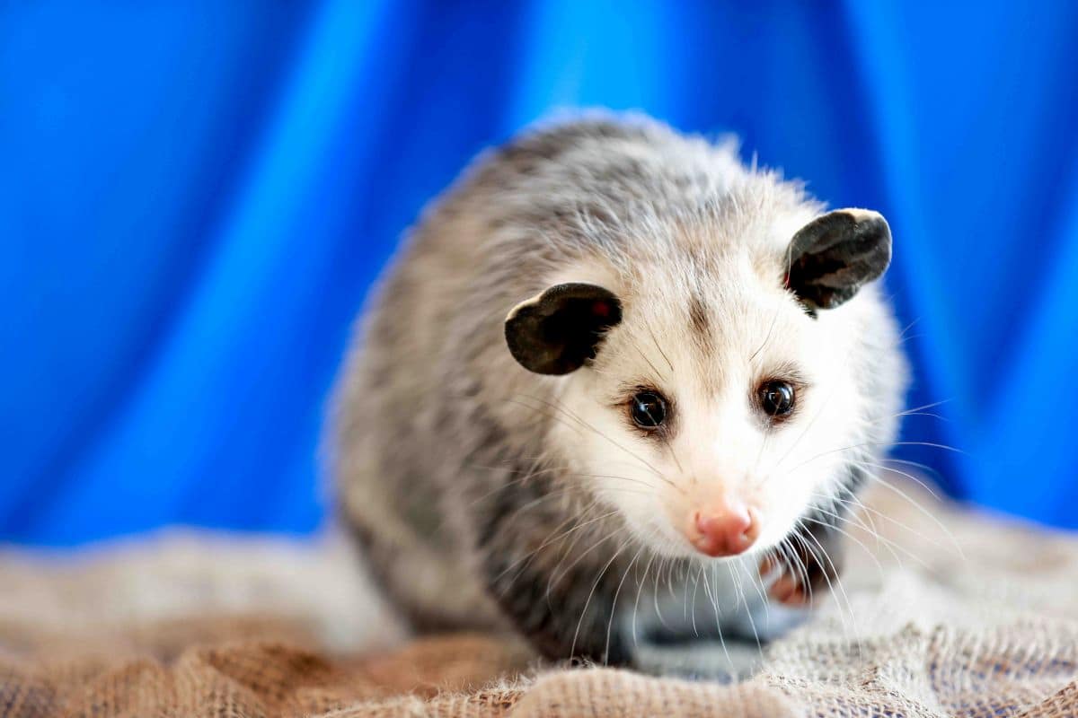 The Incredible Virginia Opossum