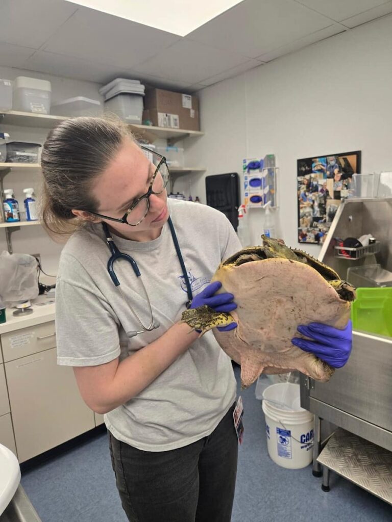 Spiny Softshell Turtle being examined by a Veterinary Student.
