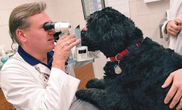 Veterinary ophthalmologist Ralph Hamor examines the eye of a black dog for glaucoma.