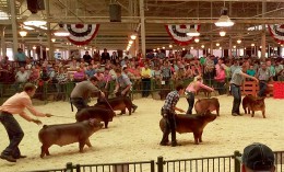 Illinois State Fair