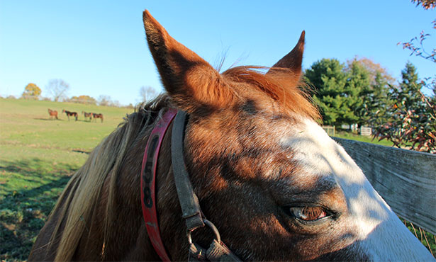 horse emergency vet