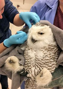 snowy owl illinois clinic wildlife bald eagle seeks patients support