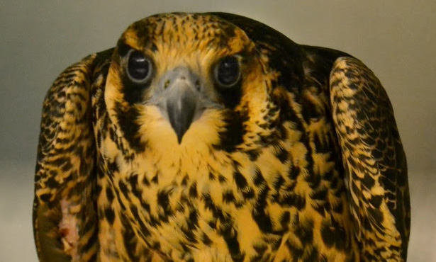 Peregrine Falcon At Clinic Veterinary Medicine At Illinois
