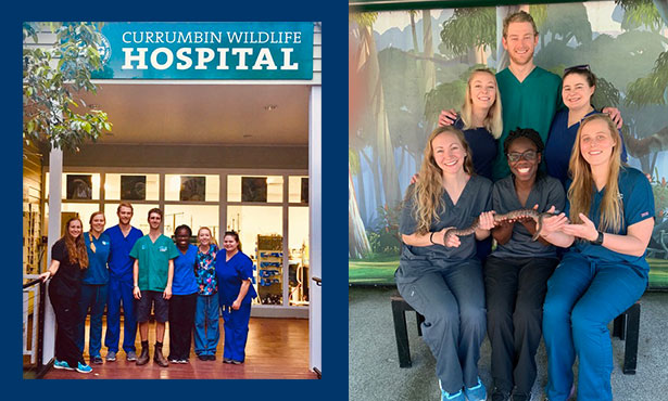 currumbin exotic vet