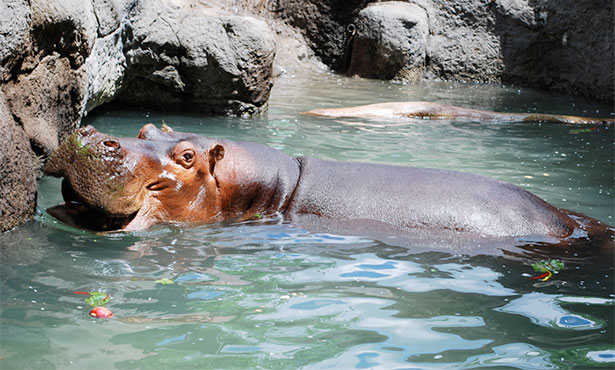 Zoo Hippo; animal exhibitors