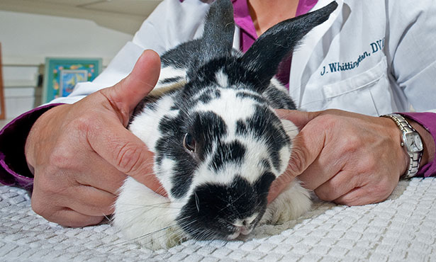 bunny vet care