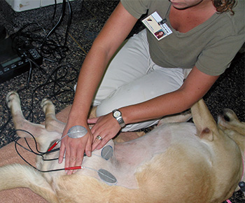 [Therapist administers neuromuscular electrical stimulation to a dog using electrodes on the skin.