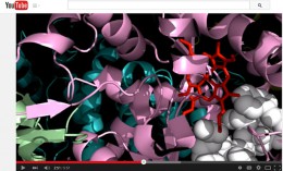 3D depiction of the production of steroid hormones, BPA