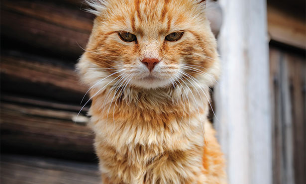 cat lost weight and hair