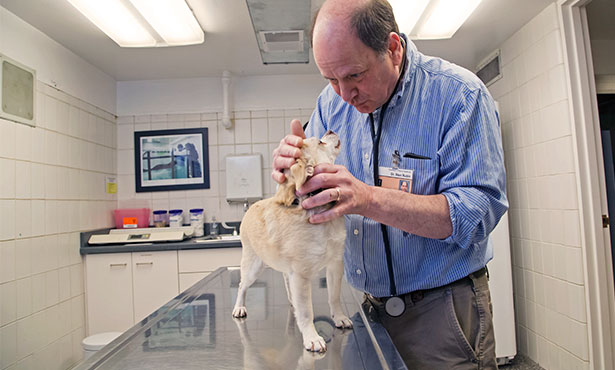 Kidney Disease In Pets May Go Undetected Without Annual Exams Veterinary Medicine At Illinois