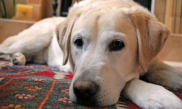 dog leaking urine while sleeping