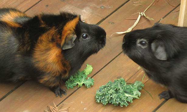 feeding guinea pigs