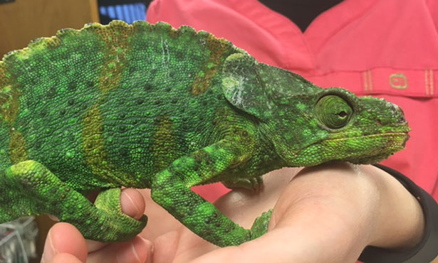 How To Give Chameleon Vitamin A