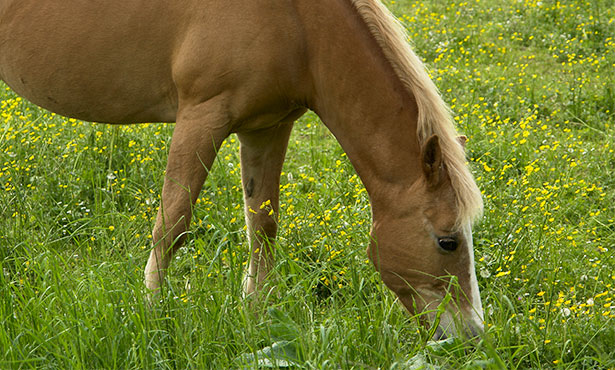 Image result for Horses eating lush grass