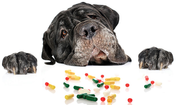 dog ate vitamin d pill