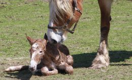 Equine Dystocia