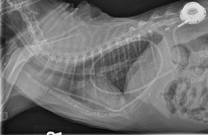 Surgical Treatment of Chylothorax in Cat - Vet Med at Illinois