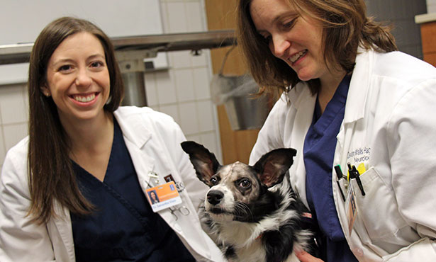 Epilepsy Is Manageable In Dogs Veterinary Medicine At Illinois