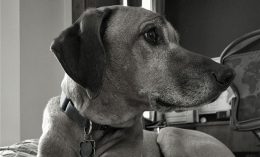 senior pets
