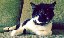 BJ the cat
