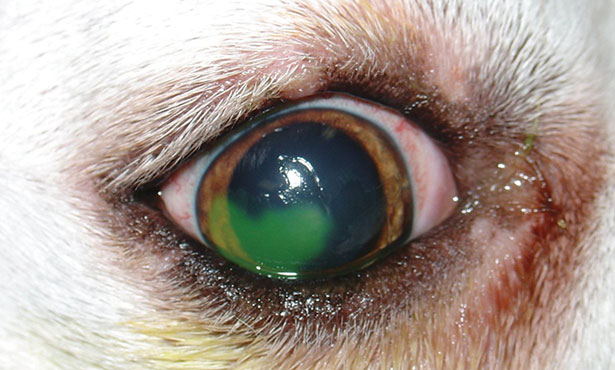 corneal scratch dog