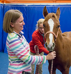 u of i small animal clinic