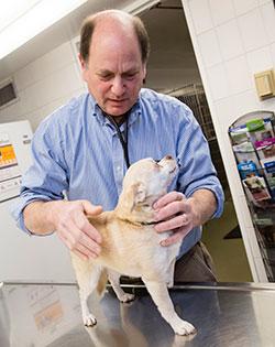 u of i small animal clinic