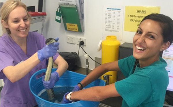 currumbin exotic vet