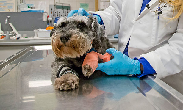 Veterinary Medicine at Illinois