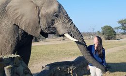 African elephant