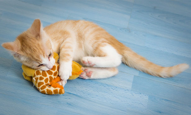 cat playing with toy