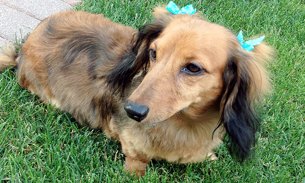 [Pretzel, a brain cancer patient treated with PAC-1)