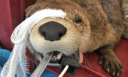 river otter