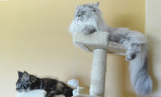 cats perched