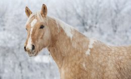 horse in winter