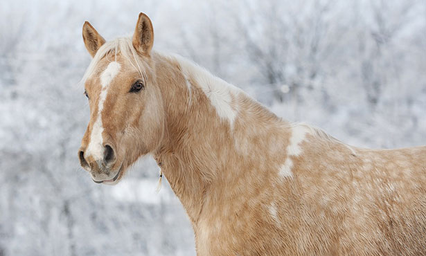 horse-winter.jpg