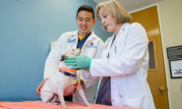 dog dental exam